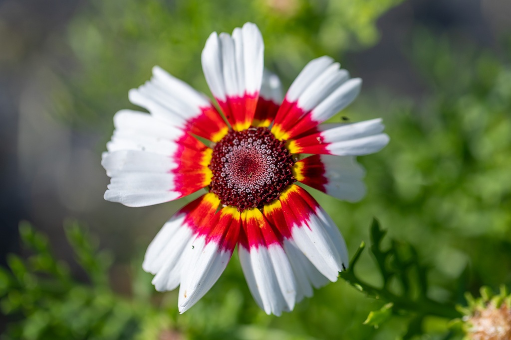 Chrysanthème à Carène, Mélange Extra