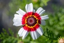 Chrysanthème à Carène, Mélange Extra