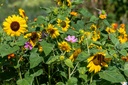 Mélange de Fleurs à Couper, Lettre d'Amour