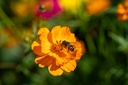 Mélange de Fleurs à Couper, Lettre d'Amour