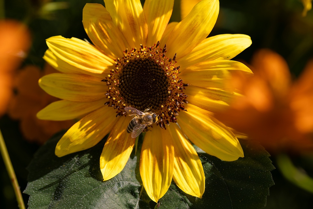 Mélange de Fleurs à Couper, Lettre d'Amour