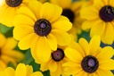 Rudbeckia nain, Mélange de Soleil