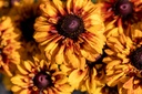 Rudbeckia nain, Mélange de Soleil