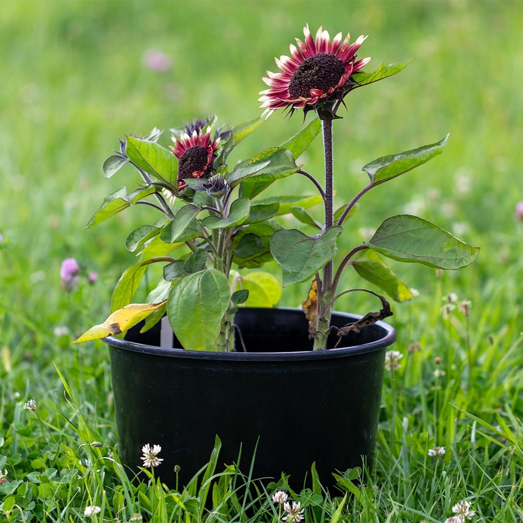Tournesol nain, Mini Flamme
