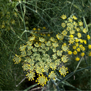 Fenouil Sauvage
