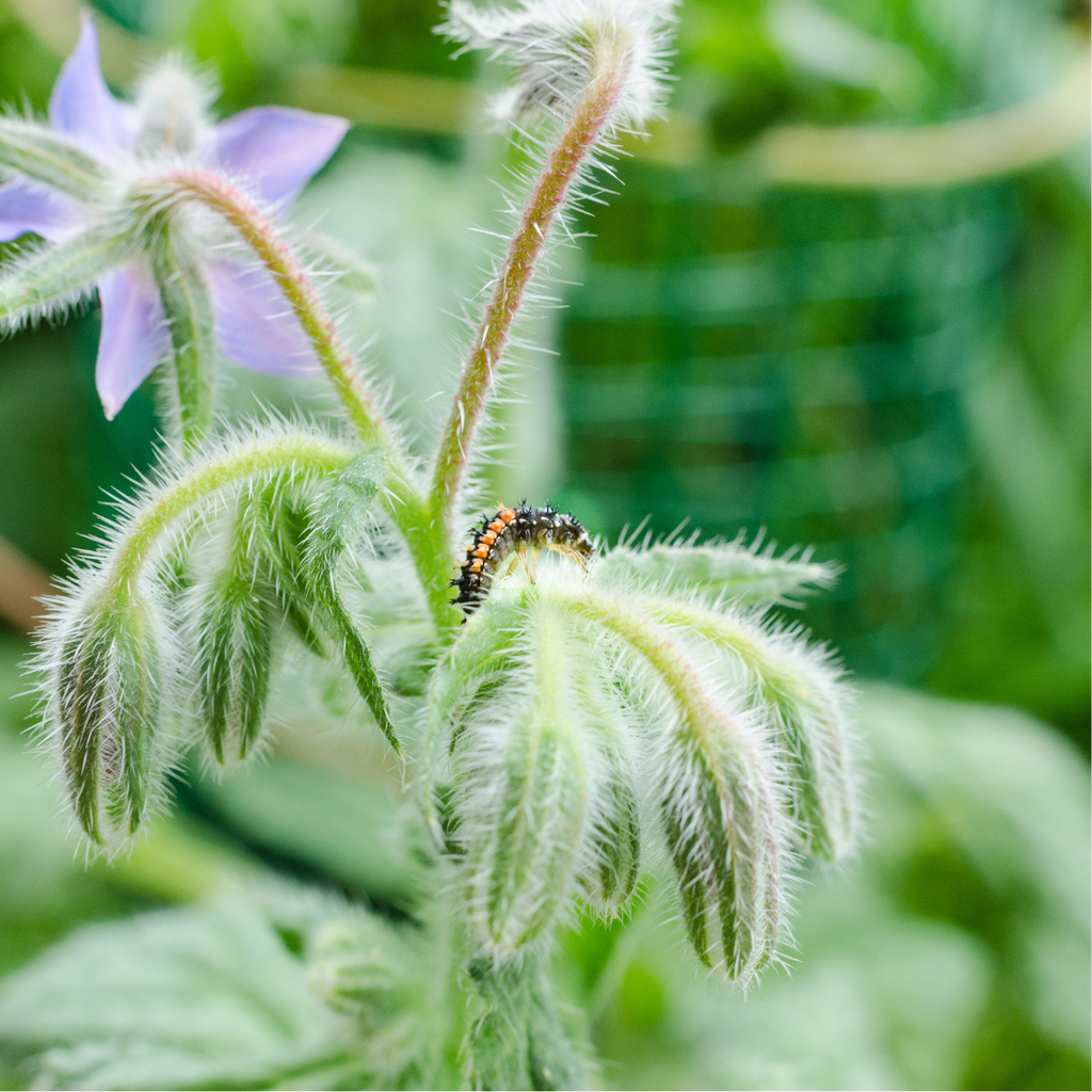 Mélange de fleurs pour coccinelles