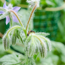 Mélange de fleurs pour coccinelles