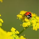 Mélange de fleurs pour coccinelles
