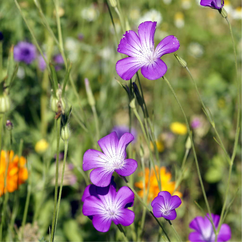 Mélange de Fleurs Indigènes, Merveille Estivale