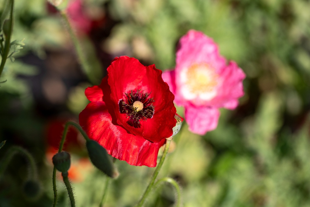 Coquelicot,  Pure soie (plante annuelle)