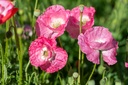 Coquelicot,  Pure soie (plante annuelle)