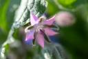 Bourrache (plante annuelle)