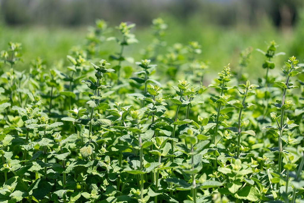 Menthe odorante, Fraîcheur d'été