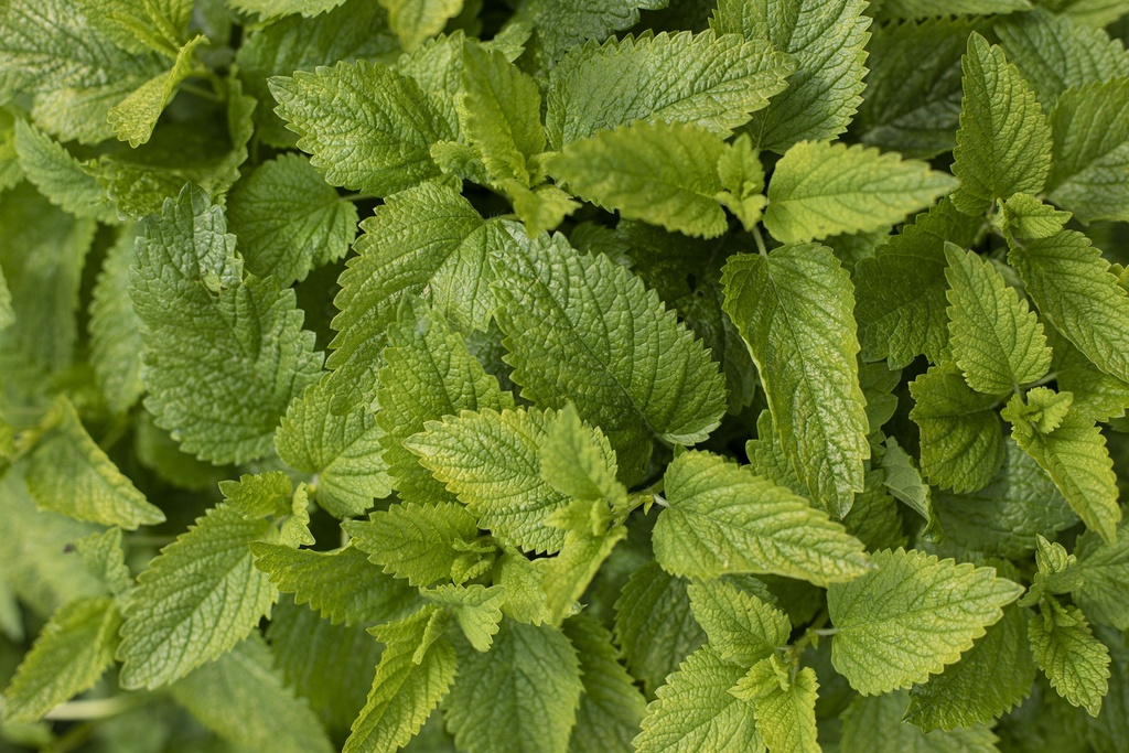 Mélisse Citronnée