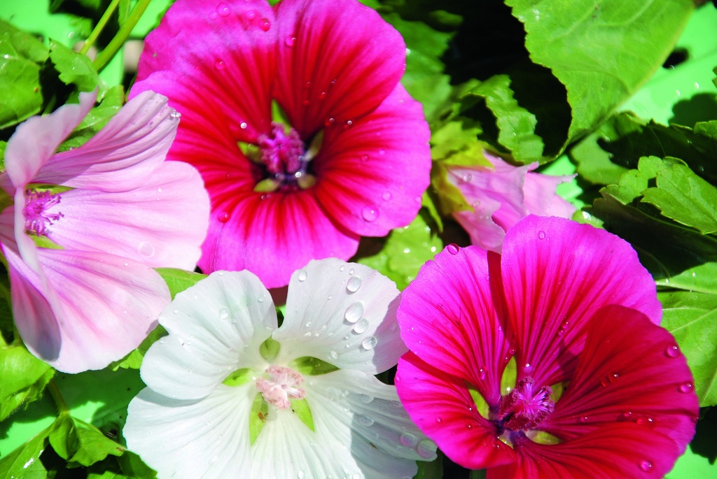 Spanisch mallow (Mallow wort), Magnificent mixture (annual)