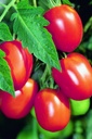 Tomate, Tomate Grimpante