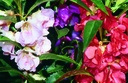 Balsam, Mixed