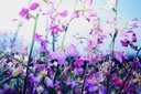 Abendlevkoje (Matthiola), Wohlriechende