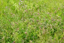 Engrais Vert, Mélange pour Sols Compactés