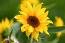 Tournesol, Mini Soleil